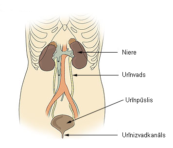 Attēls:Illu urinary system lv.png