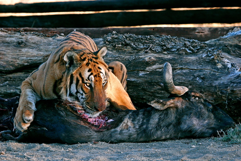 Attēls:Largest Cat.jpg