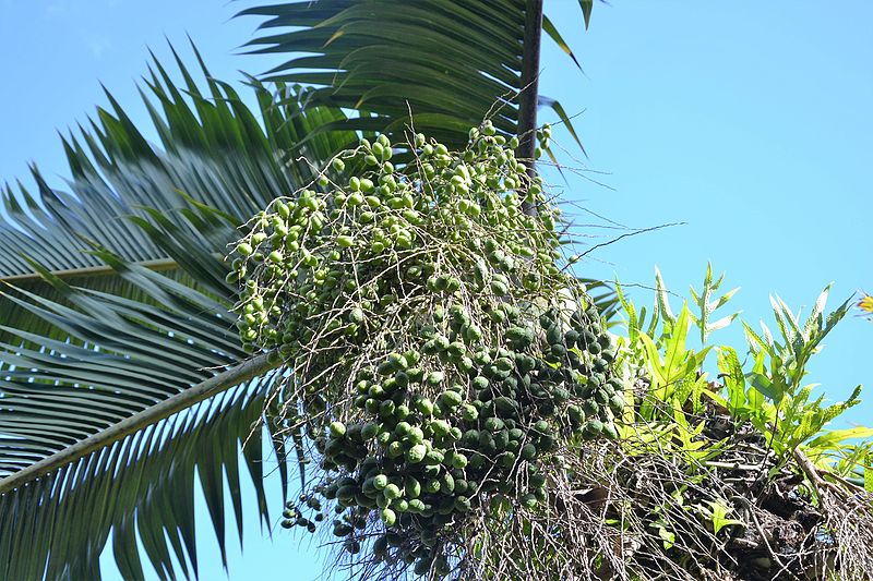 Attēls:Hyophorbe lagenicaulis berries.JPG