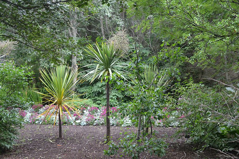 Attēls:Cordyline australis Reykjavik Botanic Garden.JPG