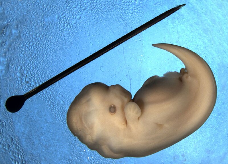 Attēls:Dolphin embryo.jpg