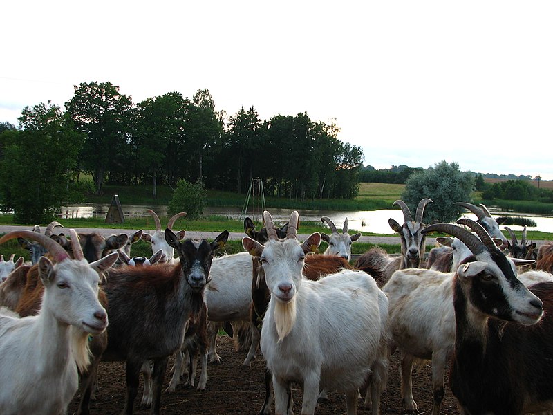 Attēls:Latvian goat herd.jpg