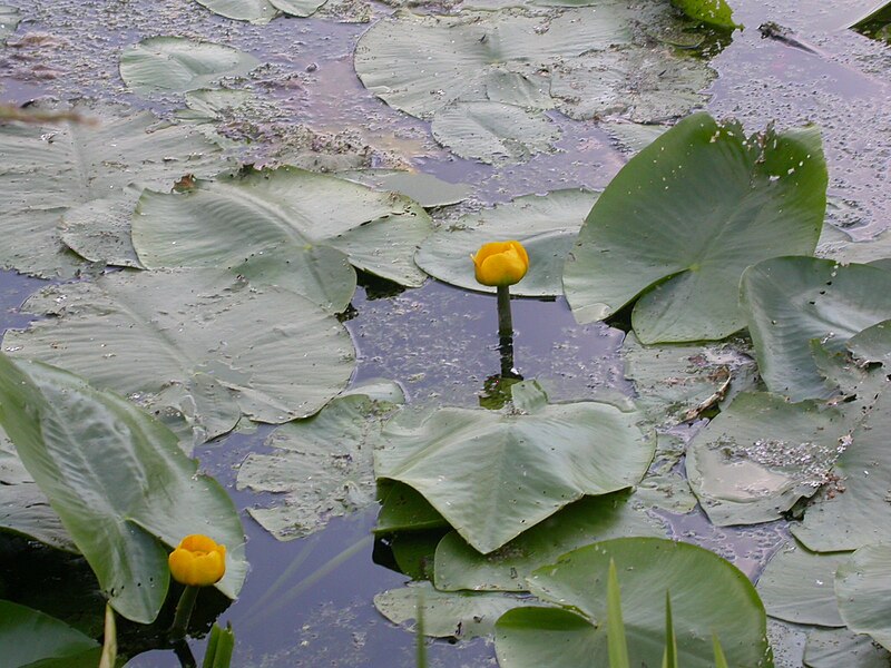 Attēls:Nuphar luteum-2.JPG