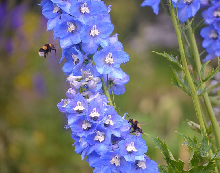 Attēls:Delphinium x cultorum.jpg