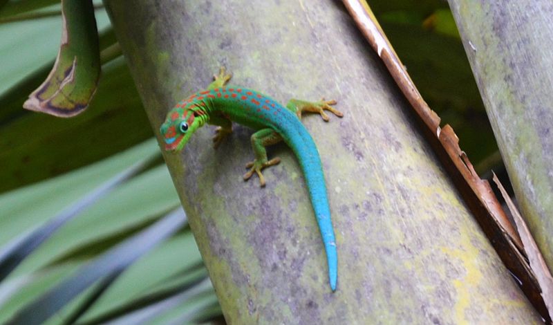 Attēls:Phelsuma cepediana Black River Gorges.JPG