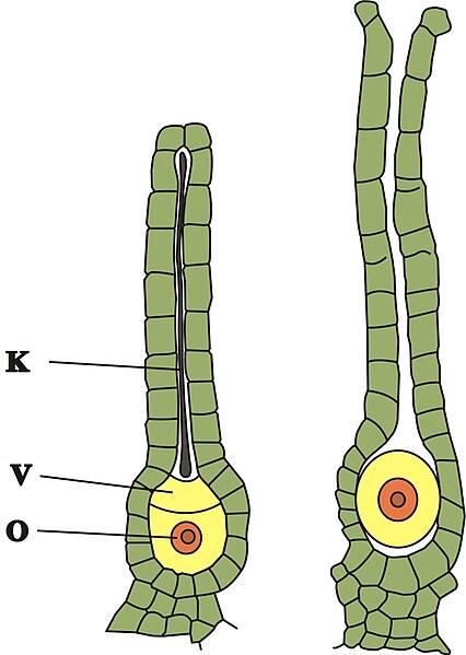 Attēls:Arhegonijs-2.jpg