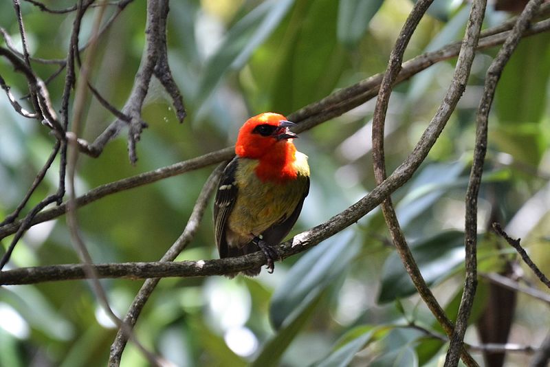 Attēls:Foudia rubra male.JPG