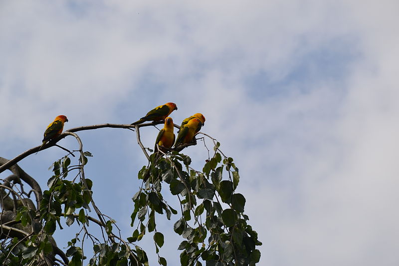 Attēls:Walsrode Aratinga solstitialis.JPG