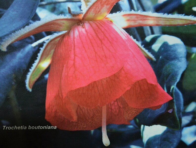 Attēls:Trochetia boutoniana.JPG