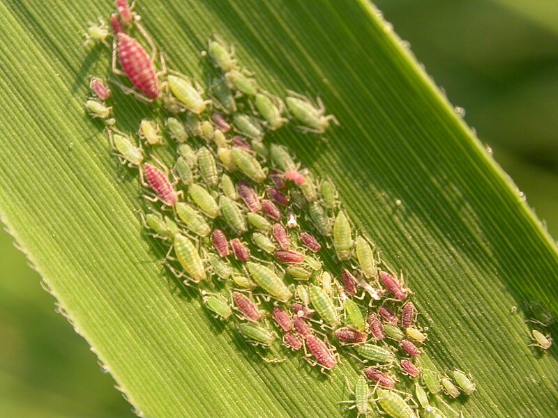 Attēls:Rhopalosiphum rufulum.JPG