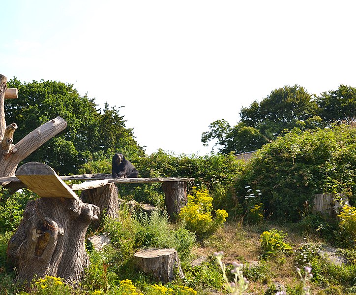 Attēls:Andean Bear at Durrell Zoo.JPG