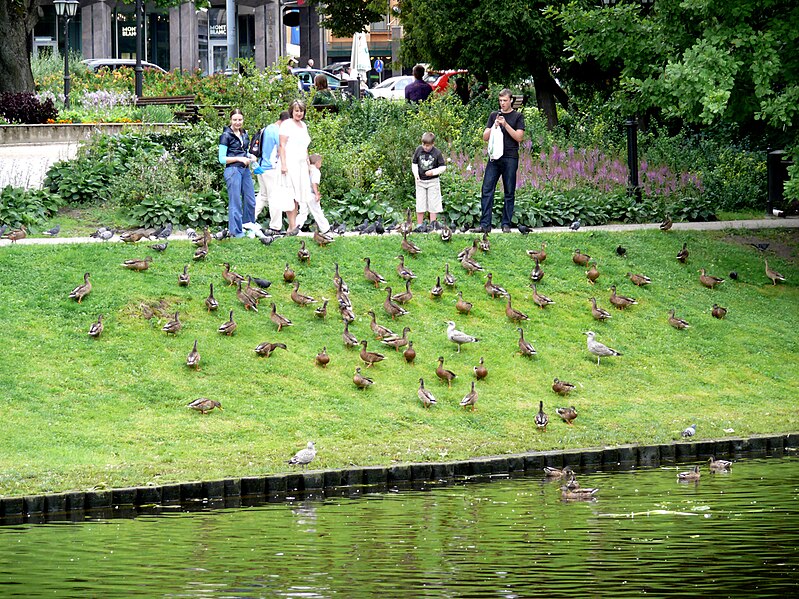 Attēls:Riga canal birds.JPG