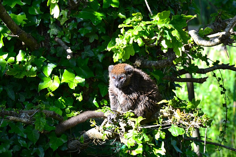 Attēls:Lac Alaotra bamboo lemur H. alaotrensis Jersey Zoo.jpg