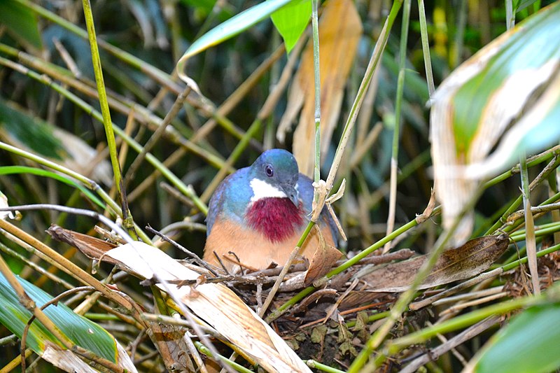 Attēls:Mindanao bleeding-heart Durrell Zoo.JPG