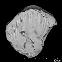 Cheiracanthus brevicostatus zvīņa.