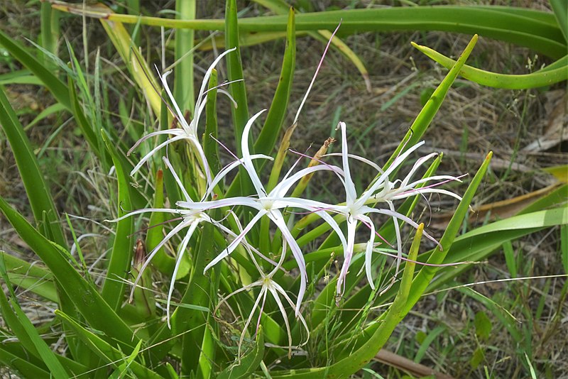 Attēls:Crinum mauritianum Pamplemousses Botanical Garden.JPG