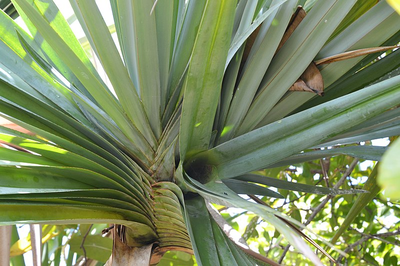 Attēls:Pandanus vandermeeschii vacoa Ile aux Aigrettes.JPG