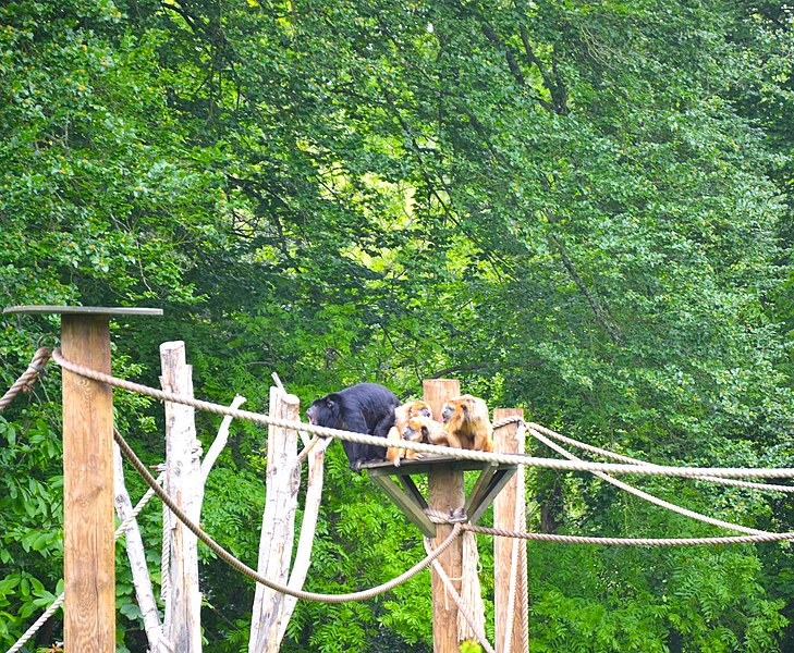 Attēls:Black and Gold Howlers at Durrell Zoo.JPG