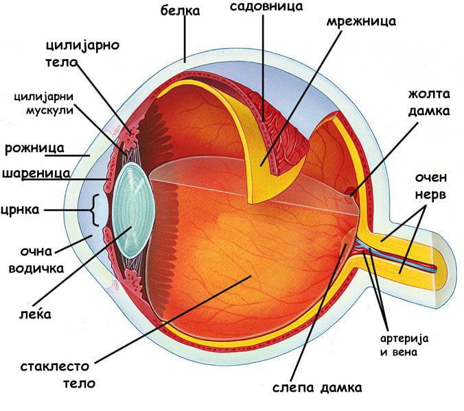 Податотека:Внатрешна структура на окото.jpg