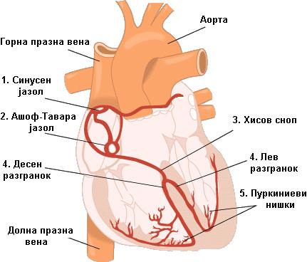 Податотека:Erregungsausbreitung.jpg