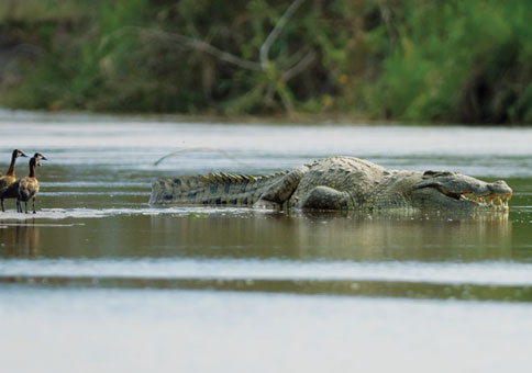 Податотека:NationalGeo- Gustave croc.jpg