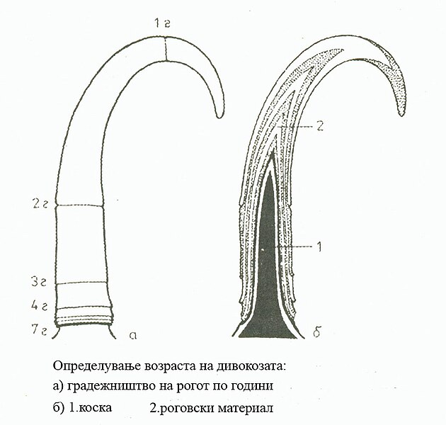 Податотека:Rogovi3.jpg