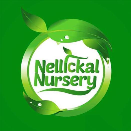 പ്രമാണം:Nellickal nursery 16.jpeg