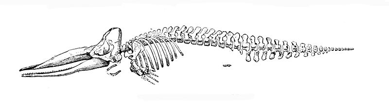 Файл:800px-Sperm whale skeleton.jpg