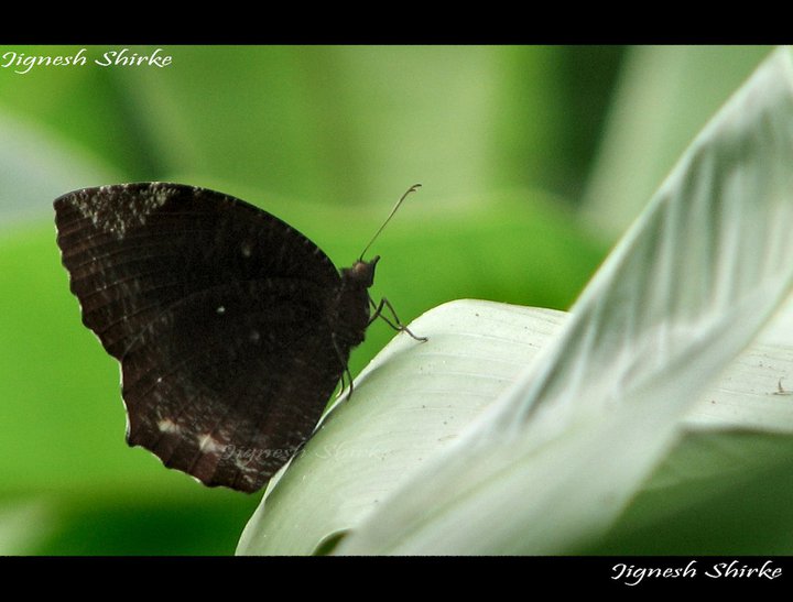 चित्र:Butterfly22.jpg