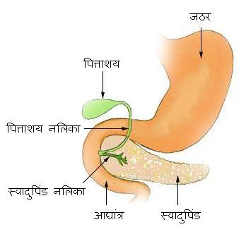 चित्र:पित्ताशय.JPG