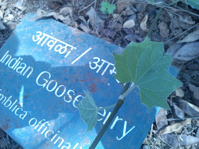 चित्र:Aawala-indian gooseberry leaf.jpg