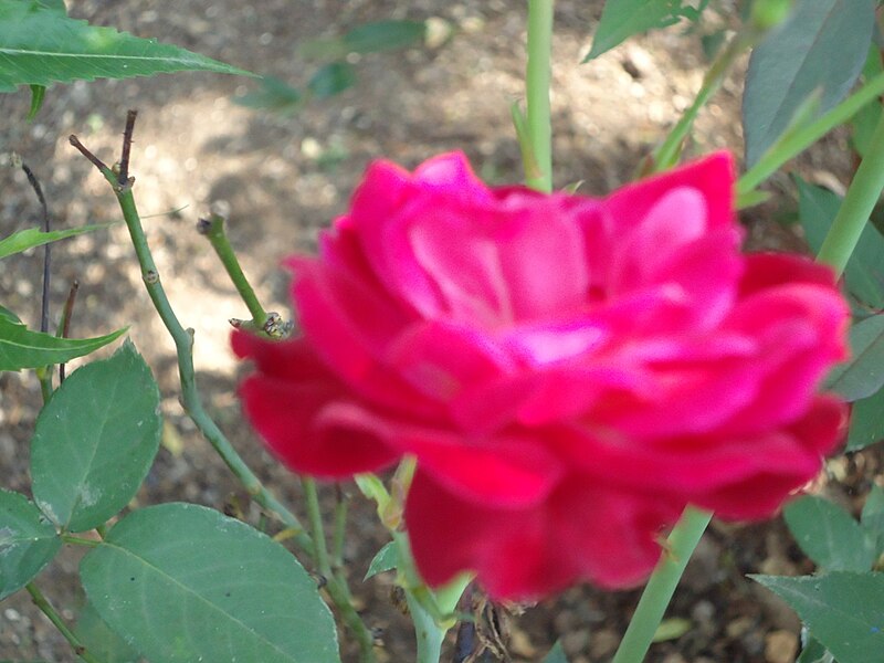 चित्र:Rose Flower 02.jpeg