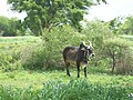 १७:५३, १ मार्च २०१३ आवृत्तीसाठी छोटे चित्र