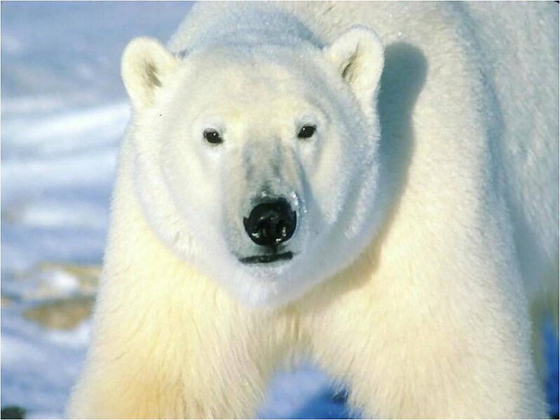 चित्र:Polar bear-आमाआका.jpg