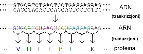 Stampa:Genetic code mt.png