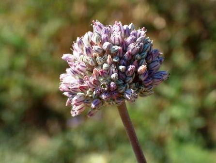 Stampa:Wild leek.JPG