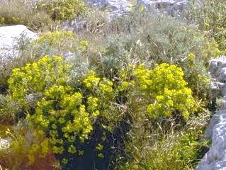 Stampa:Euphorbia melitensis.jpg