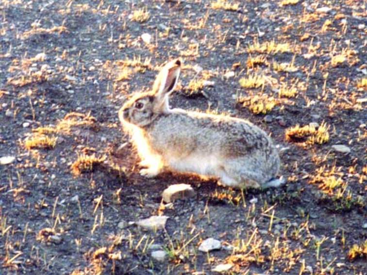 Stampa:Liepru ta' Tolai- Lepus tolai.jpg