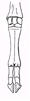 Stampa:Cervidae - front foot skeleton.JPG