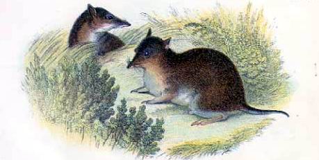 Stampa:Bandicut mniehru qasir - Lydekker July 25, 1849 - April 16, 1915.JPG