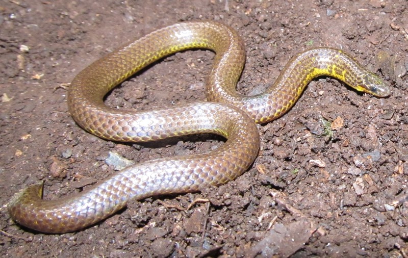 Eʼelyaaígíí:Uropeltis rajendrani.jpg