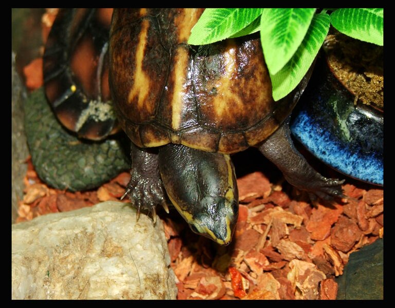 Eʼelyaaígíí:Striped mud turtle (Kinosternon baurii).jpg