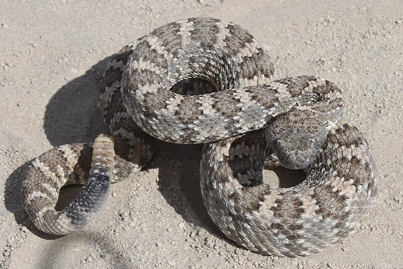 Eʼelyaaígíí:Crotalus stephensi.JPG