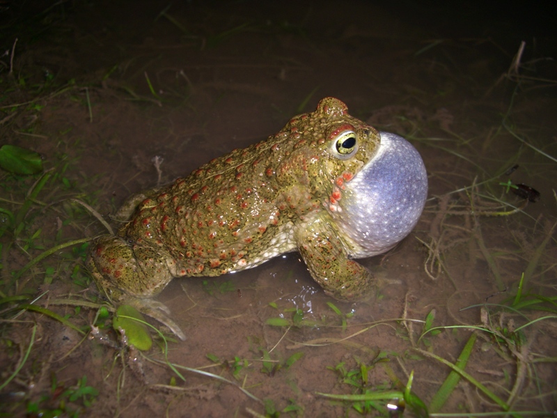 Fichièr:Bufo calamita (chant mâle) Maures 83 III-2007.JPG