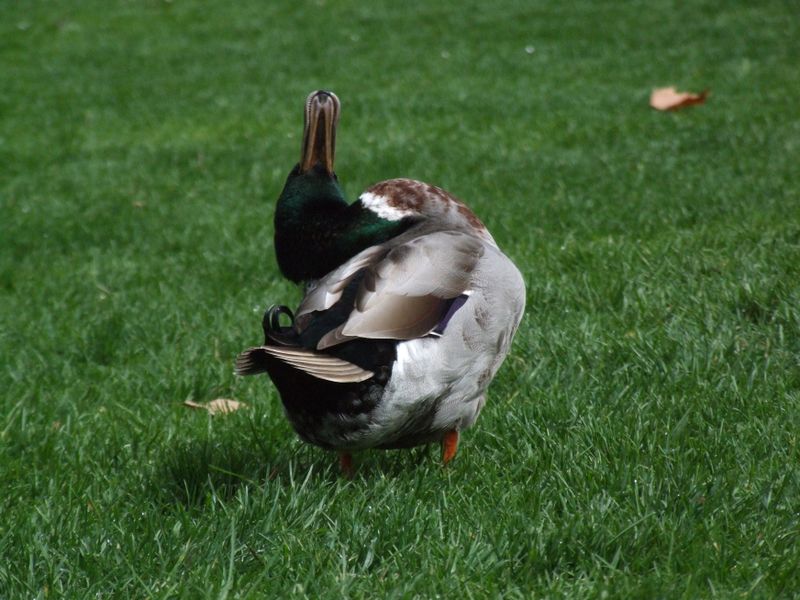 Fichièr:Canard-colvert.jpg