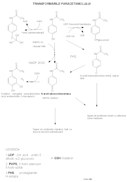 Fișier:Paracetamol biotrsf.gif