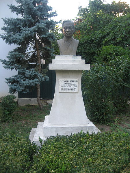 Fișier:Bustul lui Alexandru Popovici din Iași.jpg