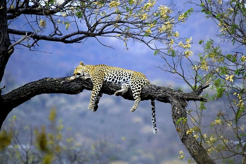 Файл:Persian leopard.jpg