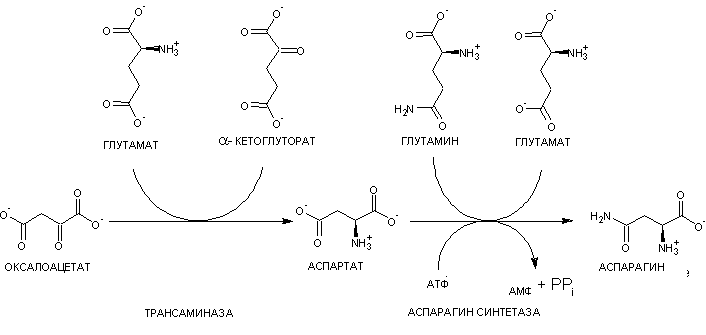 Файл:Asn biosynthesis.PNG