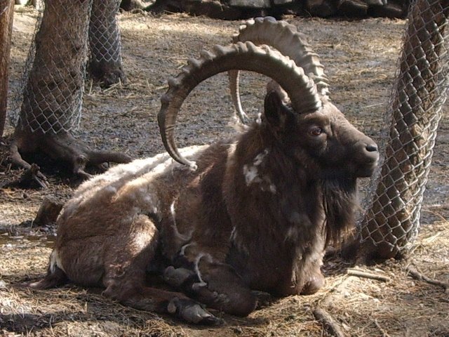 Файл:NSK-ZOO-goat.jpg